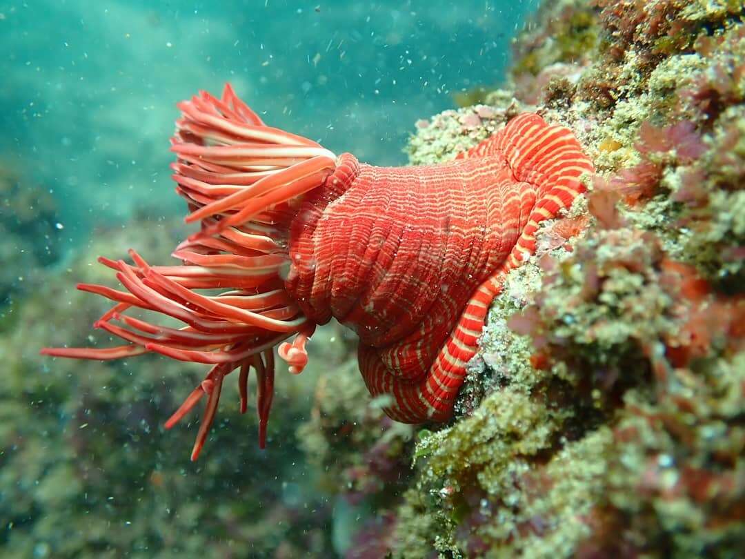 Image of Spinnaker anemone