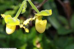 Image of Primrose Yellow Paphiopedilum