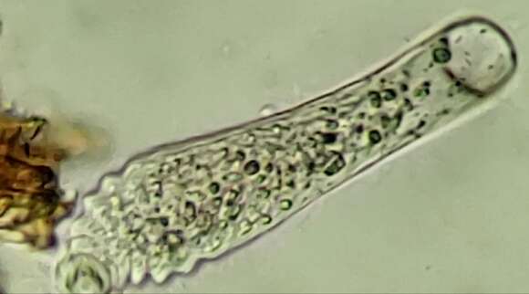 صورة Lagynus elegans (Engelmann 1862) Quennerstedt 1867