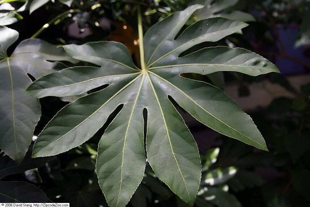 Image of fatsia