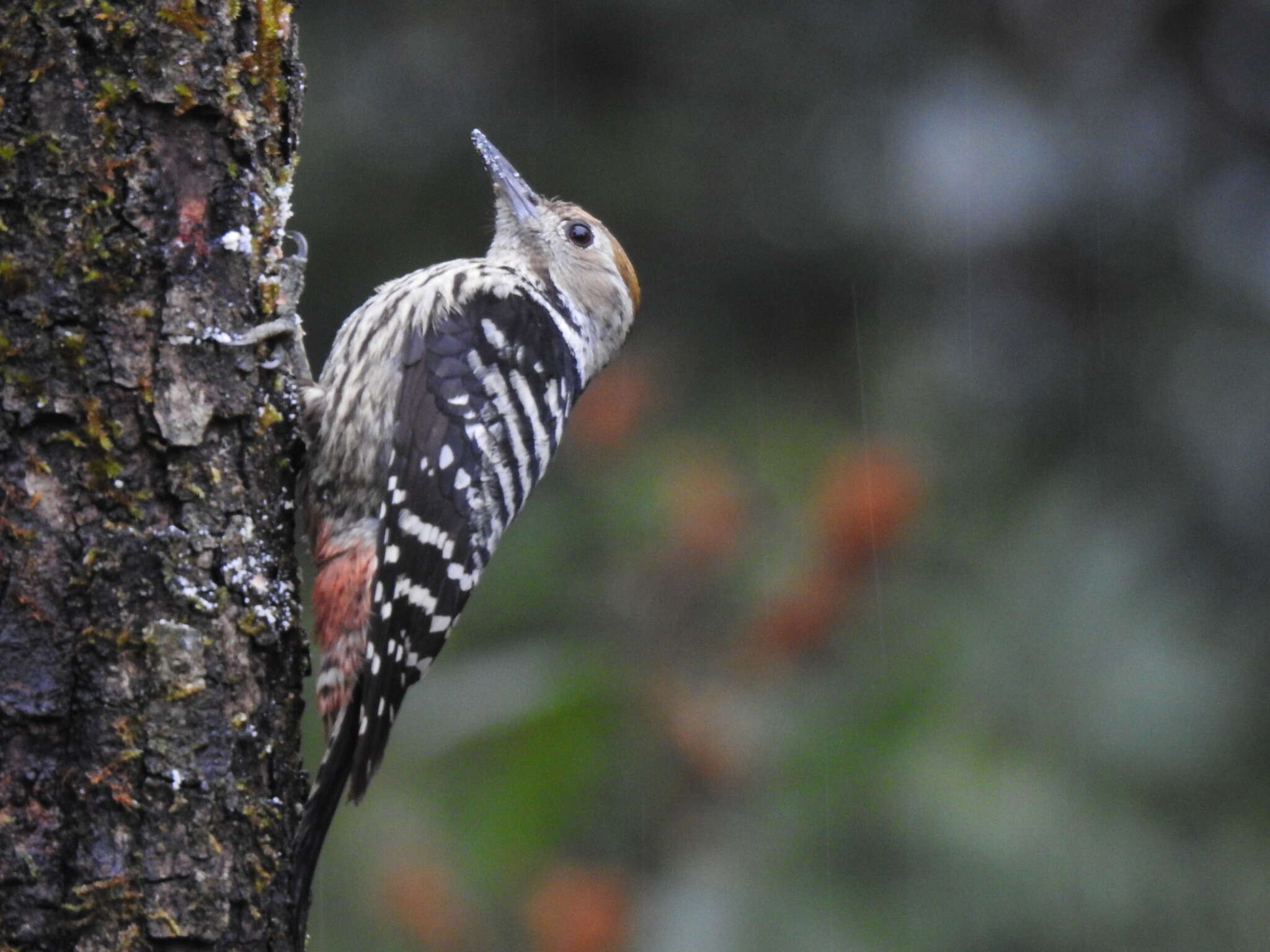 Image of Brown-fronted Woodpecker