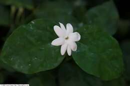 Image of Arabian jasmine