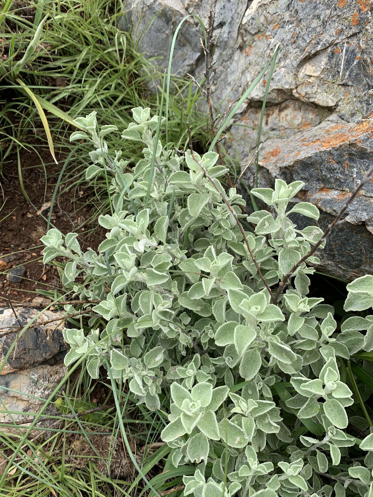 Helichrysum mimetes S. Moore resmi