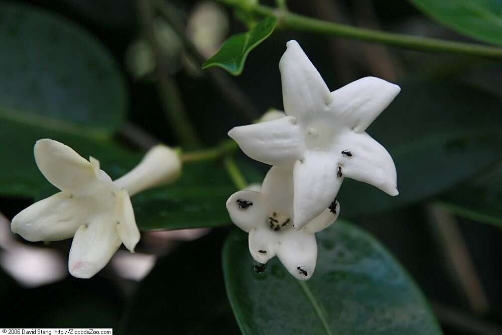 Image of Stephanotis floribunda Brongn.