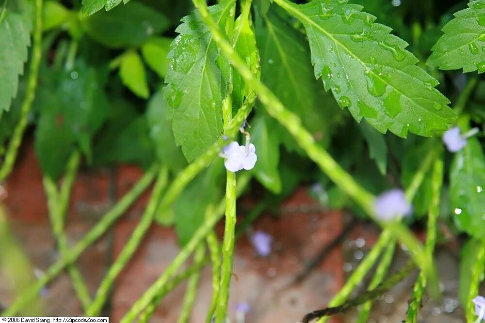 Image of light-blue snakeweed