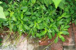 Image of light-blue snakeweed