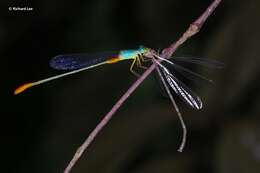 Image of bi-coloured damsel