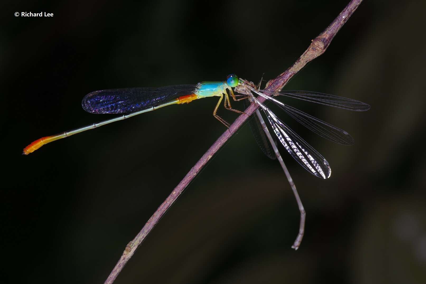 Image of bi-coloured damsel