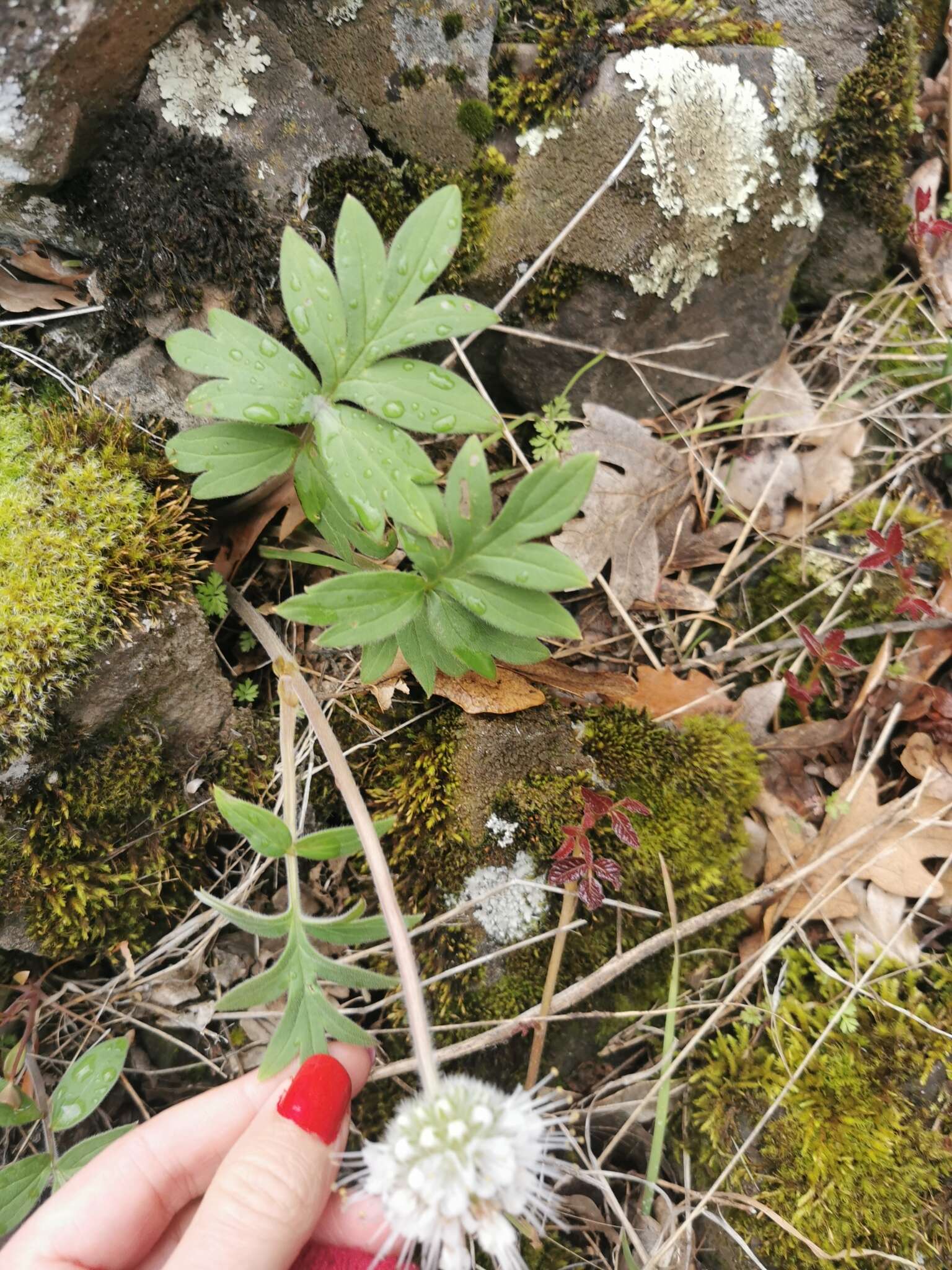 Hydrophyllum capitatum var. thompsonii (M. E. Peck) Constance的圖片