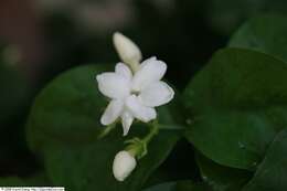 Image of Arabian jasmine