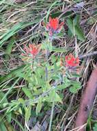 Image of Castilleja arvensis var. pastorei