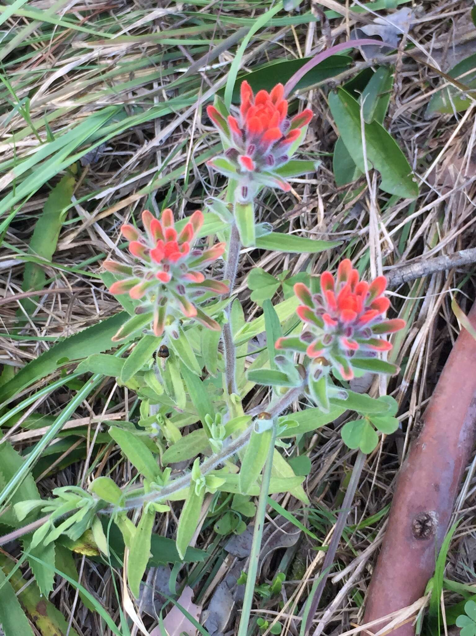 Image of Castilleja arvensis var. pastorei