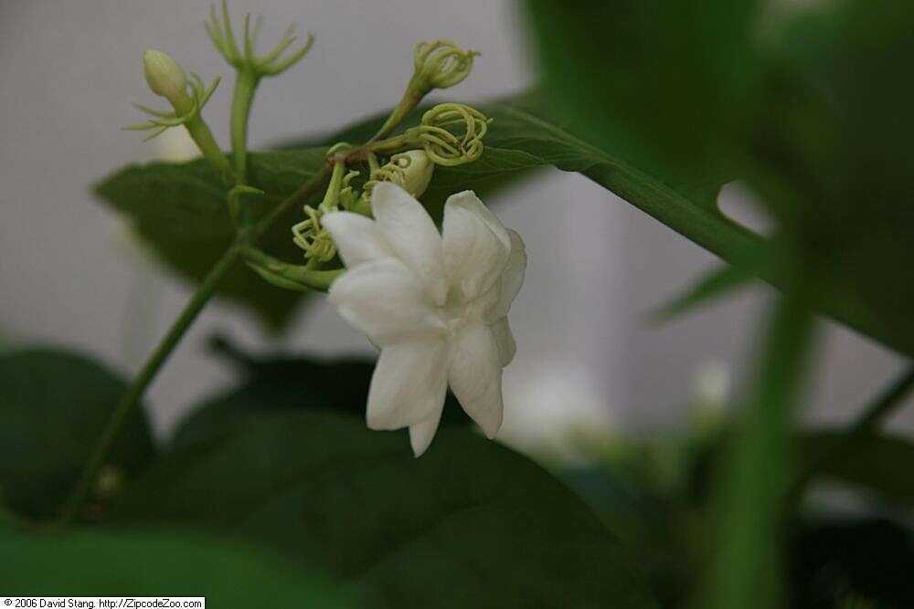 Image of Arabian jasmine