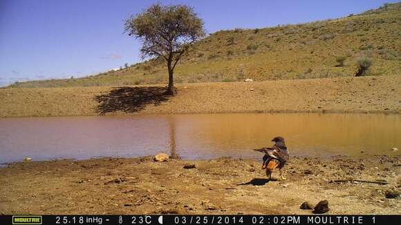 Image of Jackal Buzzard