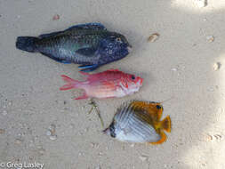 Image of Blue humphead parrotfish