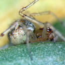 Image of Theridion dilutum Levi 1957