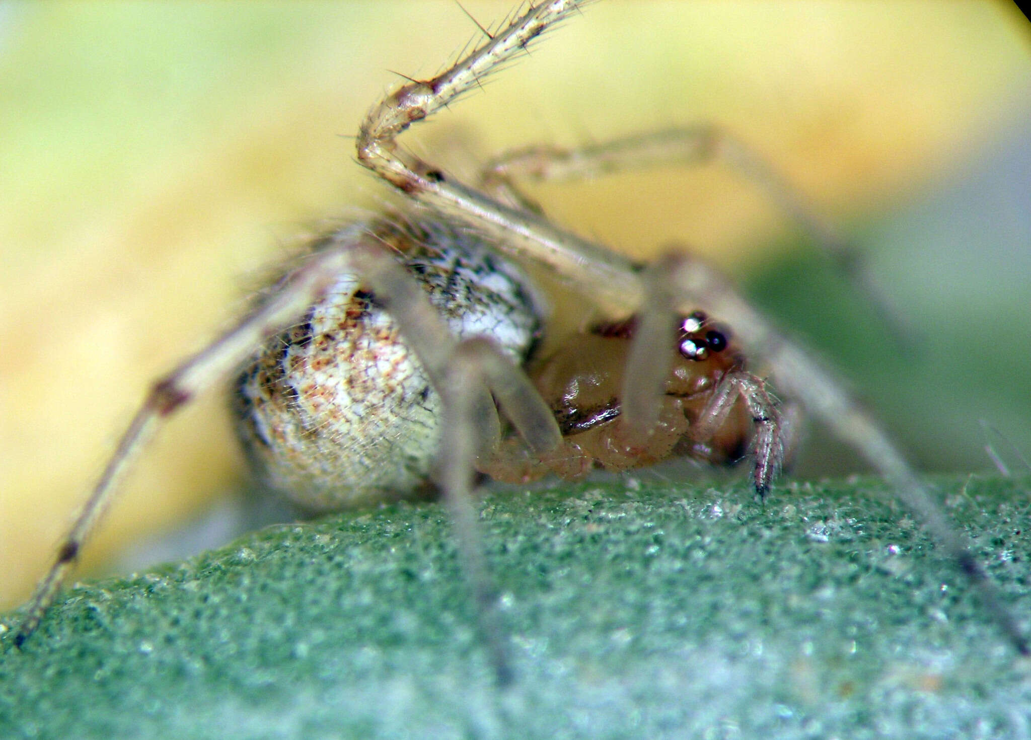 Image of Theridion dilutum Levi 1957