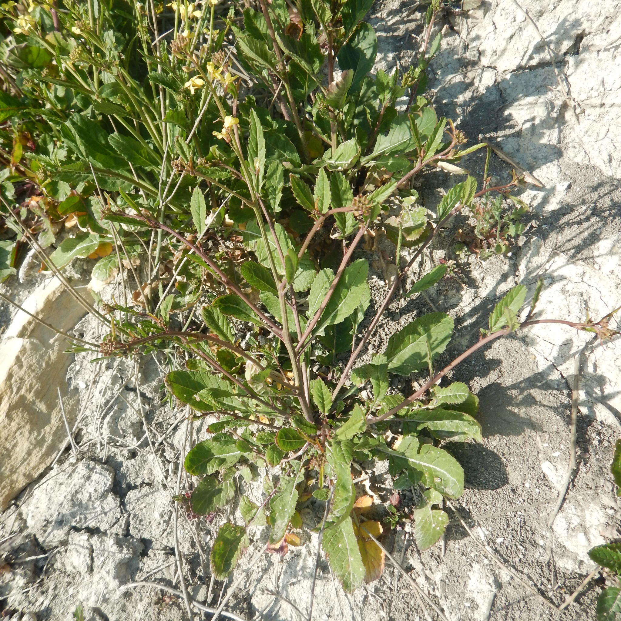 Imagem de Brassica elongata Ehrh.
