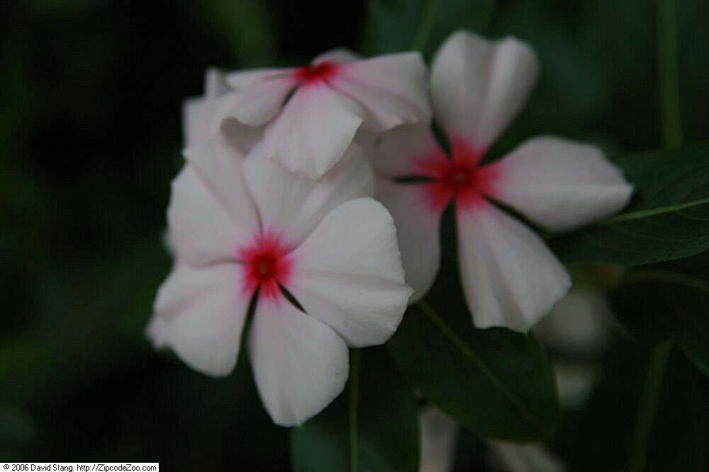 Image of Madagascar periwinkle