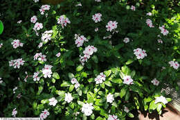 Image of Madagascar periwinkle