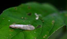 Image of Nectopsyche exquisita (Walker 1852)