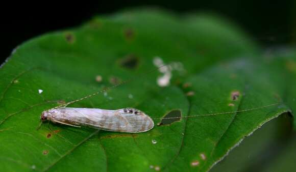 Image de Nectopsyche exquisita (Walker 1852)