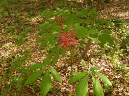 Image of <i>Aesculus <i>pavia</i></i> var. pavia