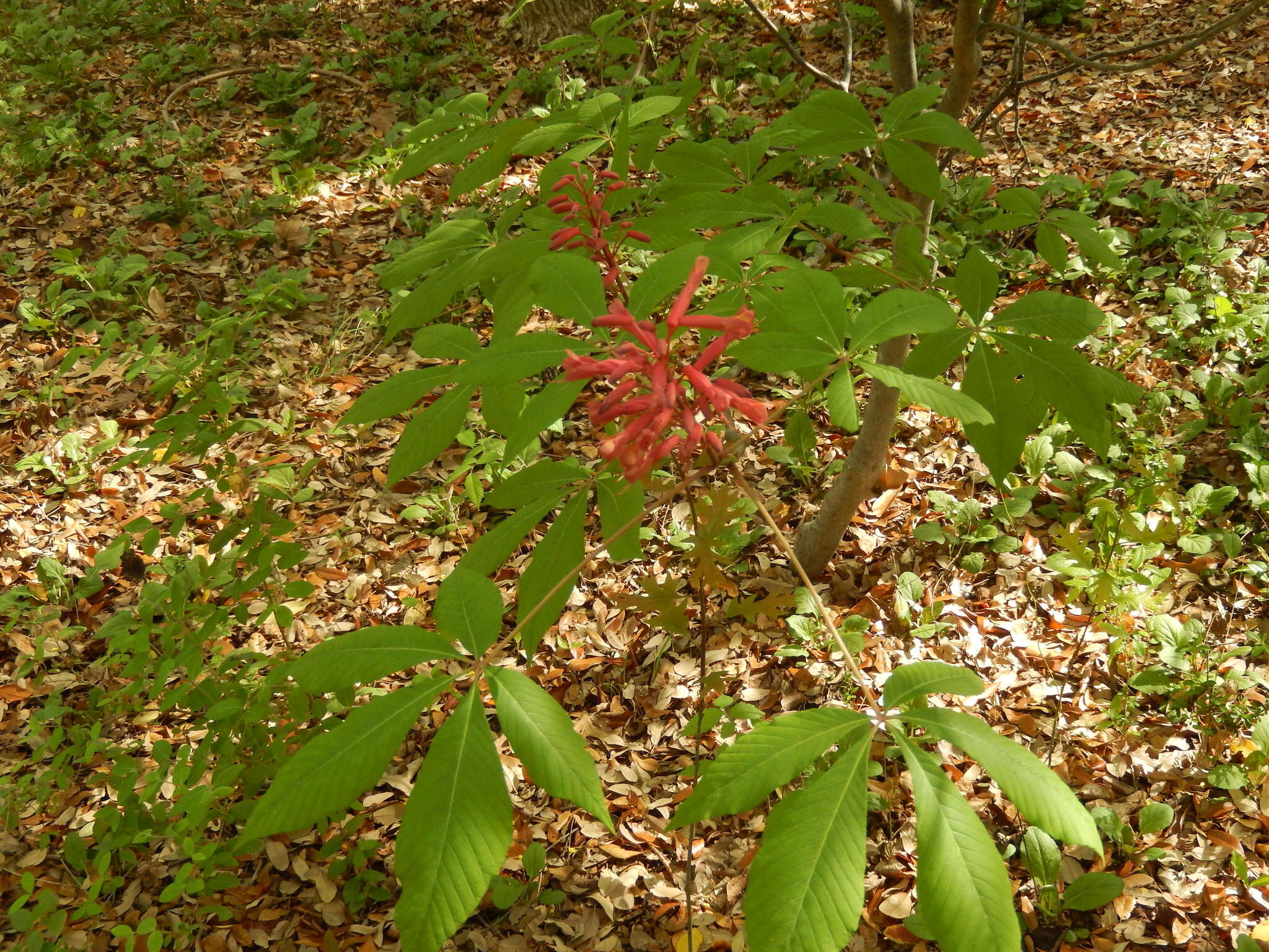 Sivun <i>Aesculus <i>pavia</i></i> var. pavia kuva