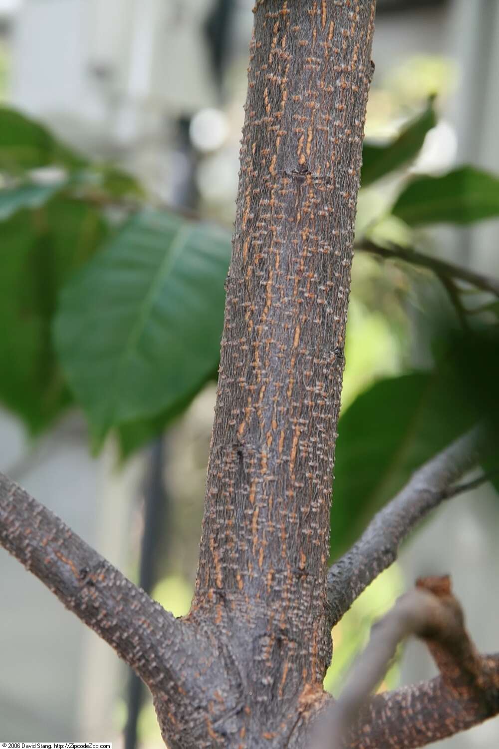 Image of African Almond