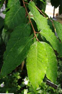 Image of African Almond