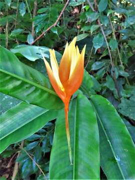 Image of Heliconia aurantiaca Verschaff.