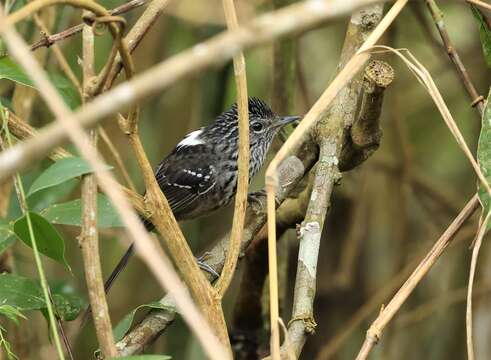 Image of Dusky-tailed Antbird