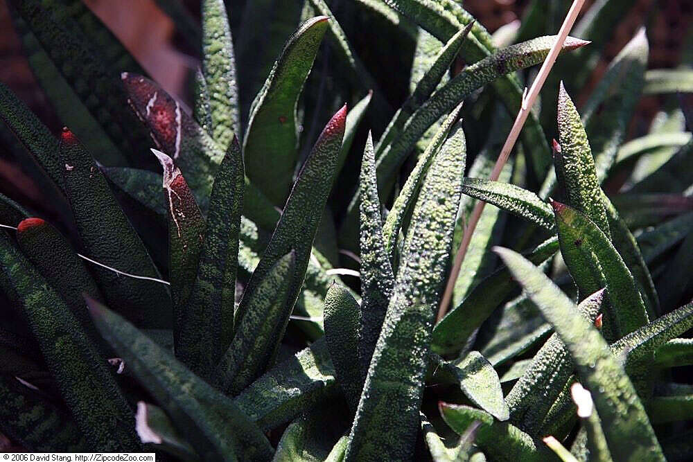 Image of Gasteria batesiana G. D. Rowley