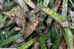 Image of Gasteria obliqua (Aiton) Duval