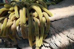 صورة Cleistocactus winteri D. R. Hunt