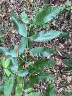 Image of black wattle