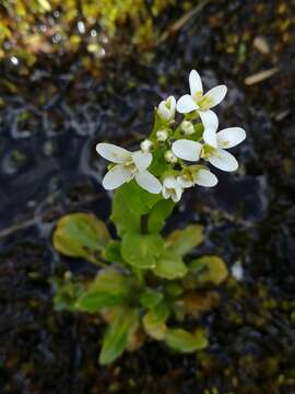 Imagem de Arabis soyeri subsp. subcoriacea (Gren. ex Nyman) Breistr.