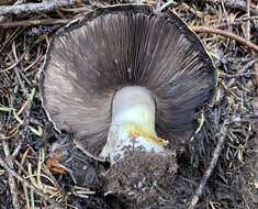 Image of Agaricus moronii Kerrigan 2016