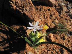 Image of Lapeirousia exilis Goldblatt