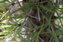 Sivun Didierea madagascariensis Baill. kuva