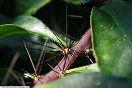 صورة Pereskia grandifolia Haw.