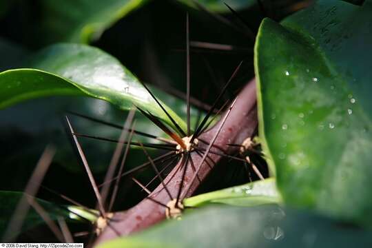 صورة Pereskia grandifolia Haw.