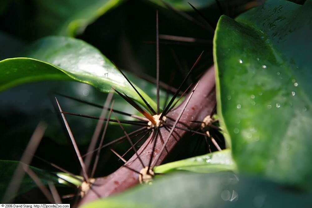 صورة Pereskia grandifolia Haw.