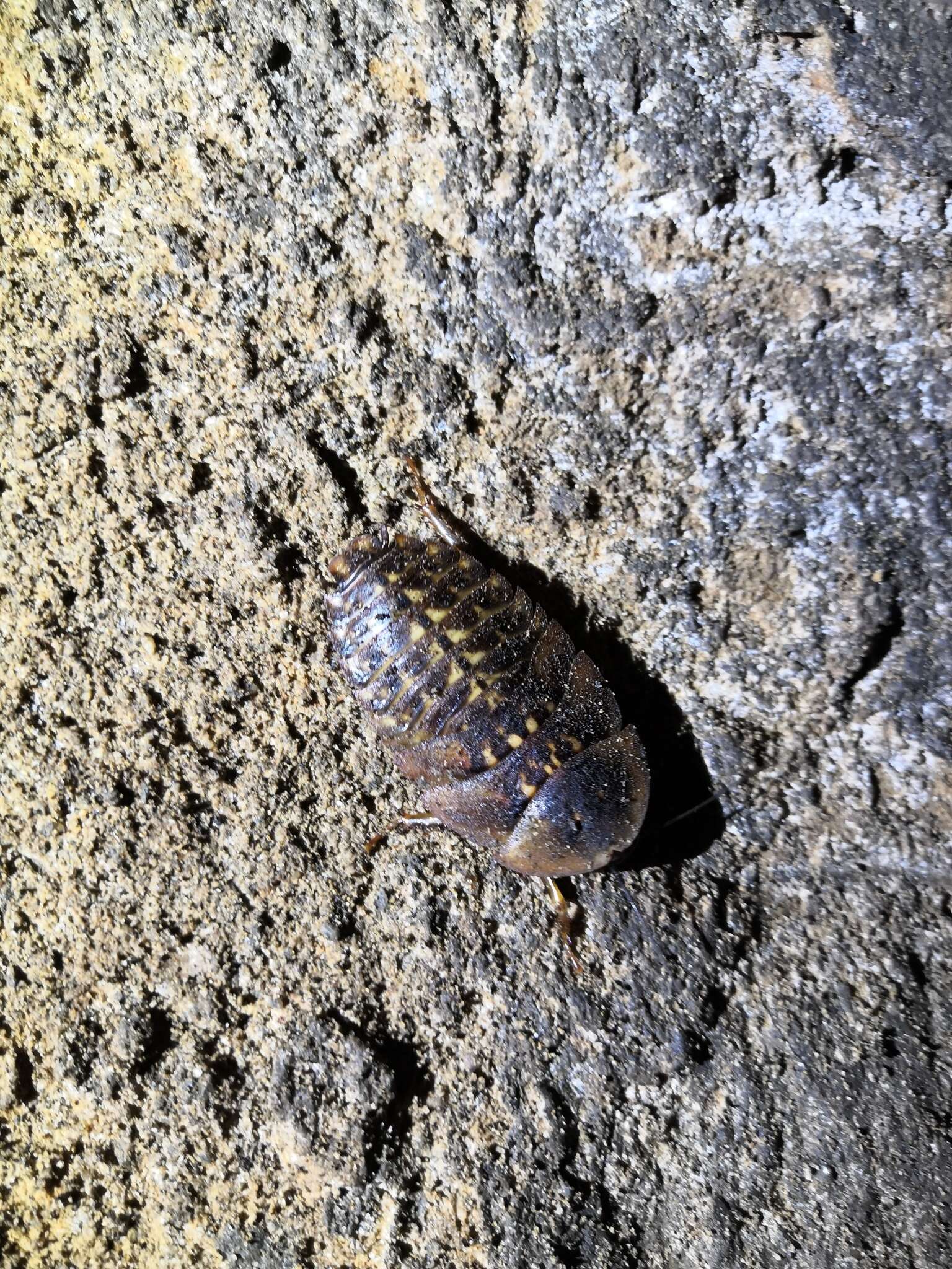 صورة Blaberus giganteus (Linnaeus 1758)