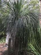 Image of Xanthorrhoea arborea R. Br.