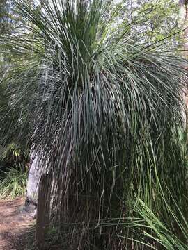 Image of Broad-leafed Grasstree