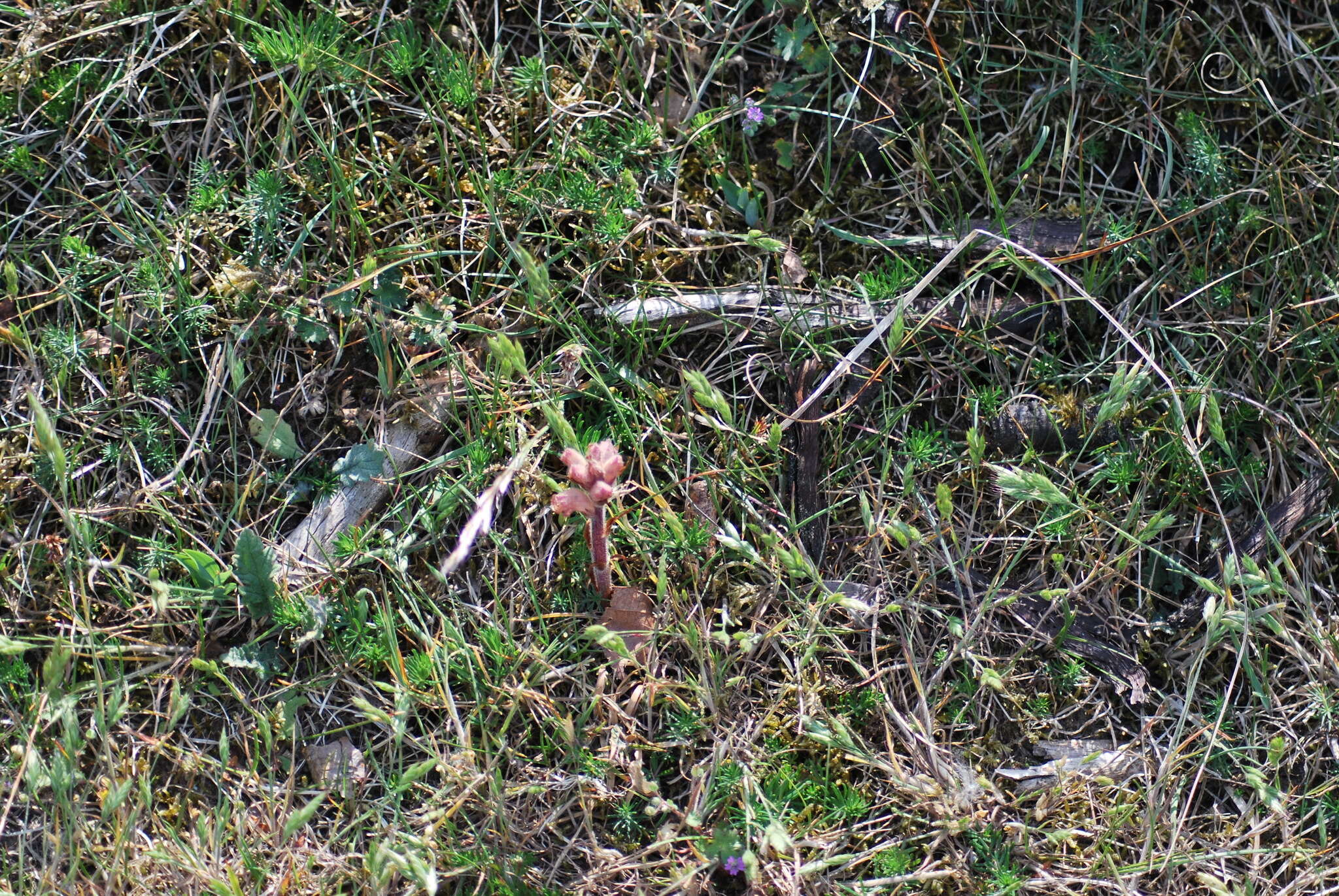 Imagem de Orobanche caryophyllacea Sm.