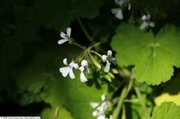 Imagem de Pelargonium odoratissimum (L.) L'Her.