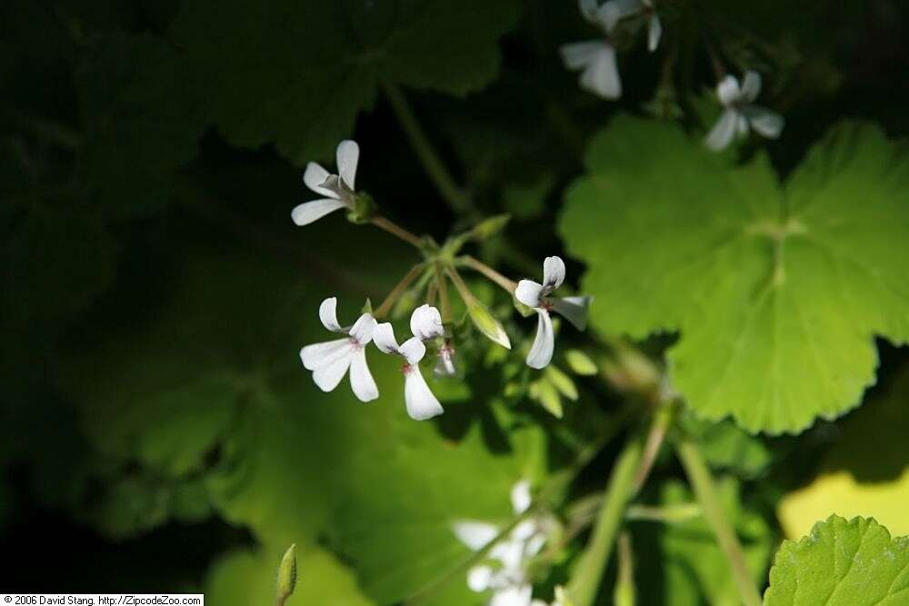 Imagem de Pelargonium odoratissimum (L.) L'Her.