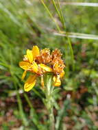 Image of Jacobaea carniolica (Willd.) Schrank